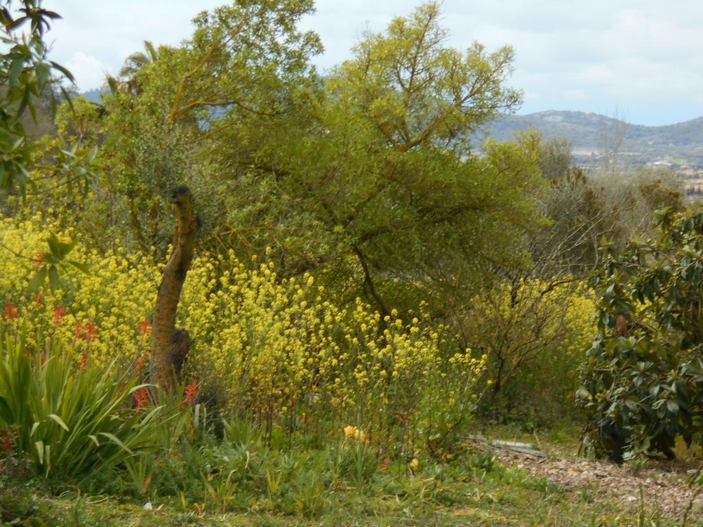 Houpla Sol Сasa de vacaciones Manacor (Mallorca)